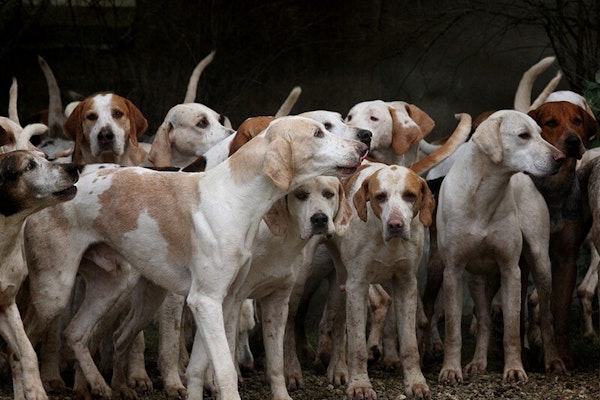 English dog breeds Foxhound