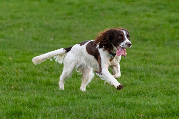 English dog breeds Springer Spaniel