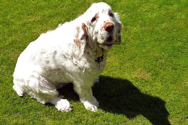 English dog breeds Clumber Spaniel