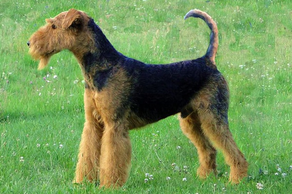 English dog breeds Airedale Terrier