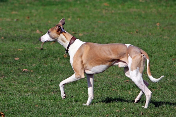 English dog breeds Whippet