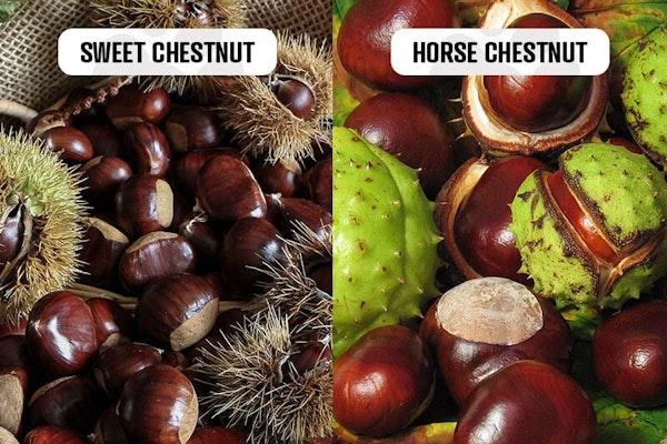 Are Horse Chestnuts Good for Dogs 