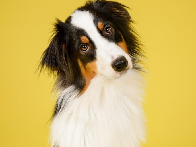 why-does-my-dog-tilt-his-head-when-talking