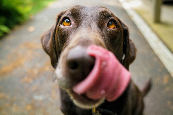 Why do dogs have wet noses?