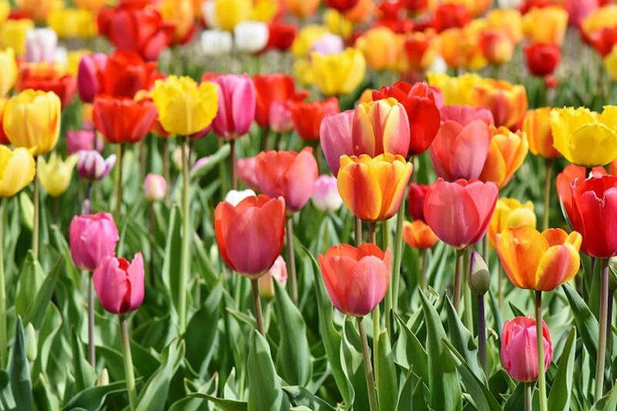 Are tulips poisonous to dogs?