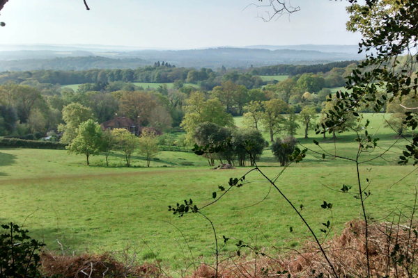 West Sussex dog walk Black Down