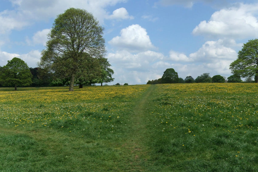 Staffordshire dog walks