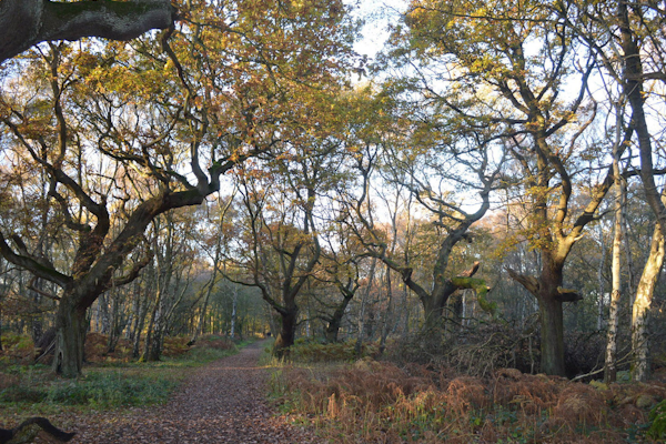 Staffordshire dog walks Tolkien Trail