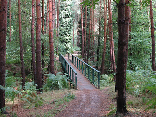 Hertfordshire dog walks Broxbourne Woods