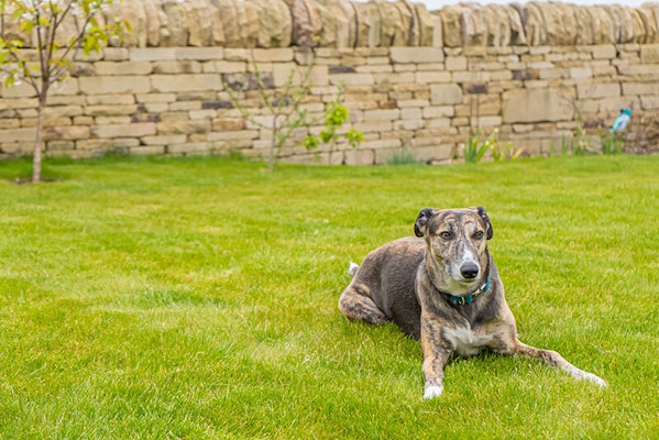 Beautiful view of Lethargy In Dogs When They Eat Garden Grass