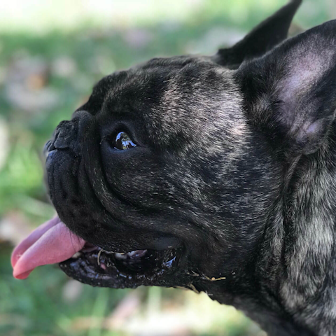 French Bulldog