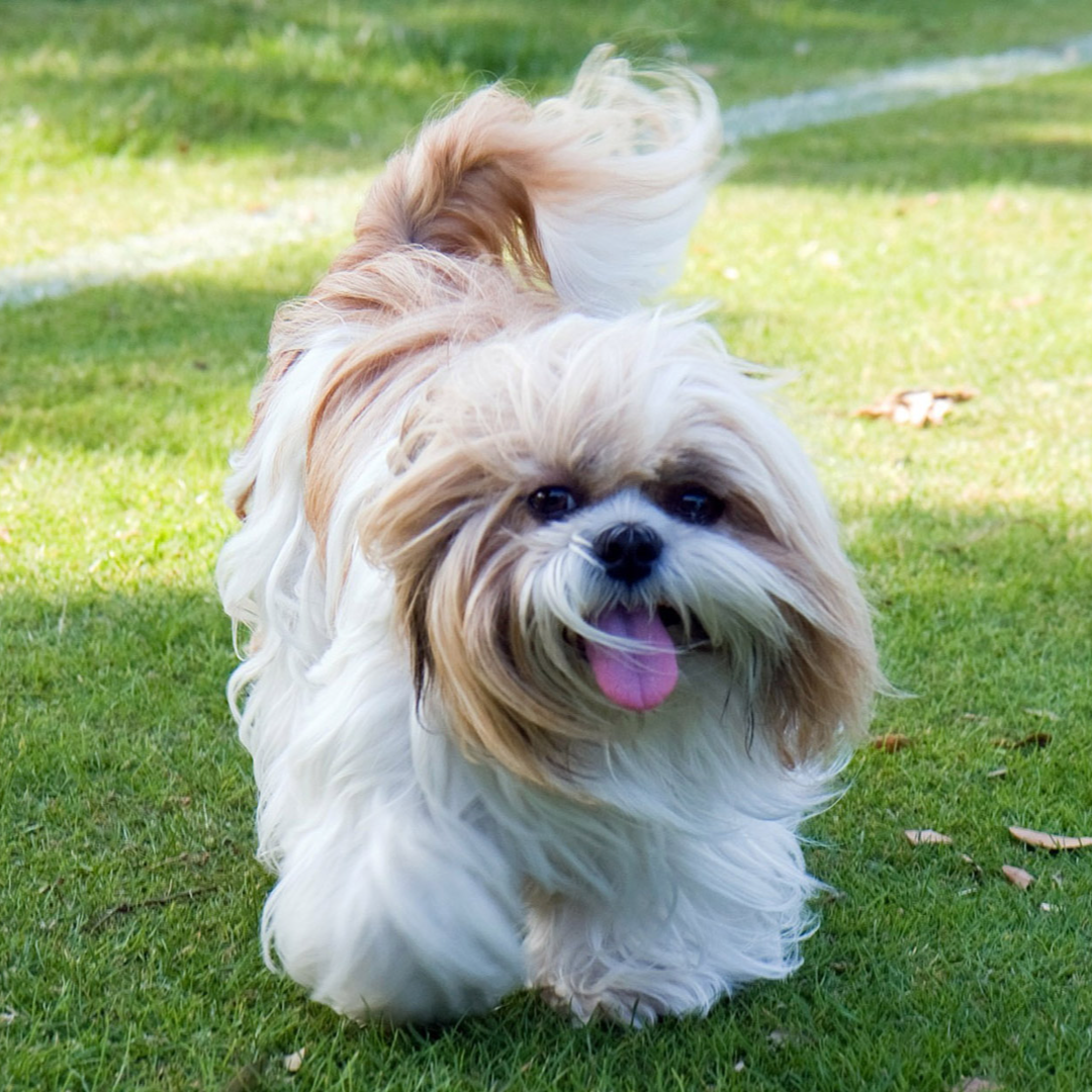 what foods are bad for shih tzus