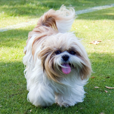 shih-tzu