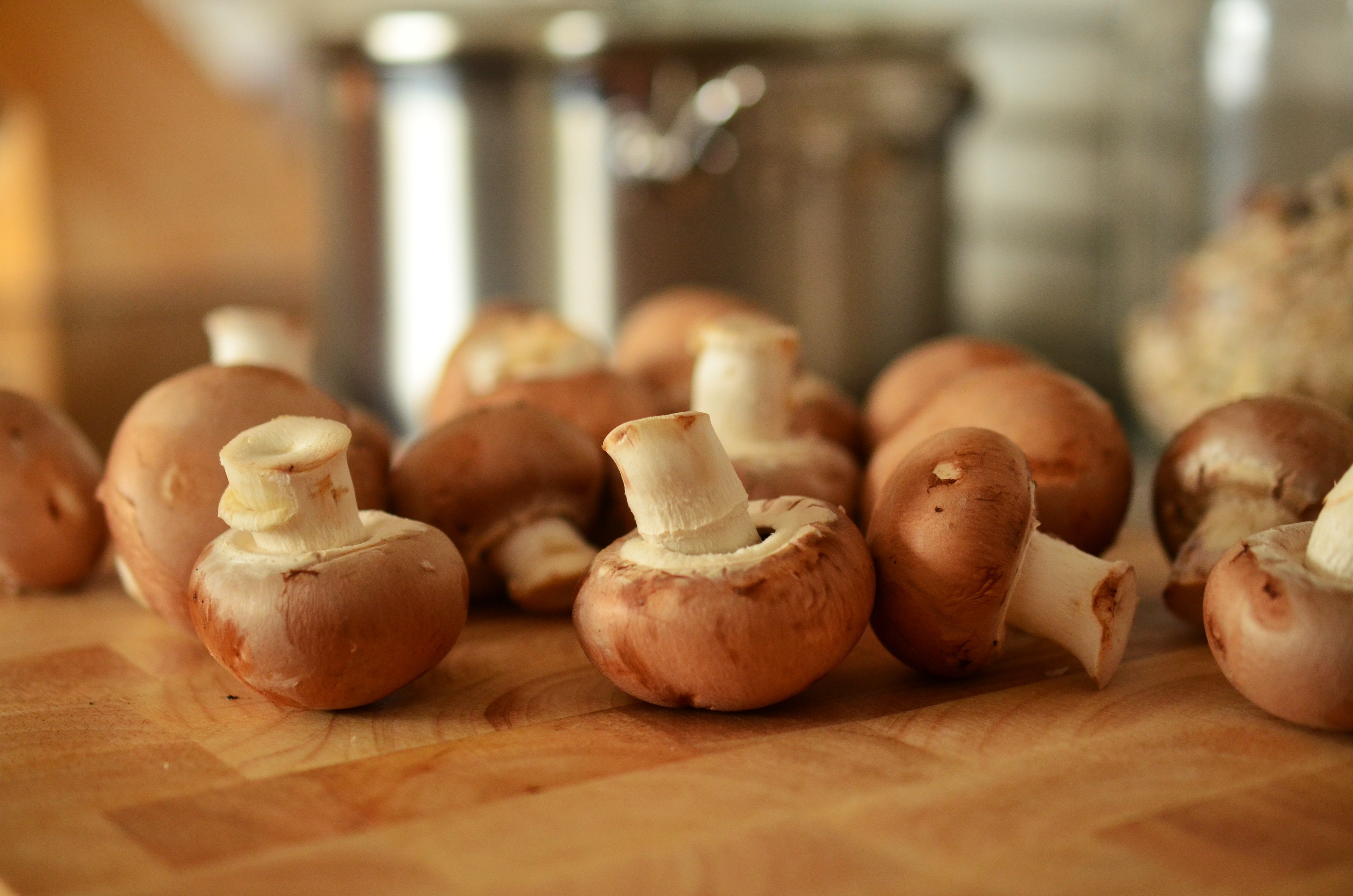 can you touch your dog on mushrooms