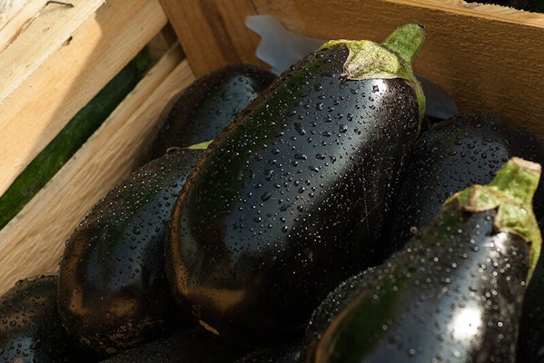 Can dogs eat aubergine?