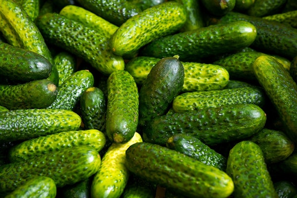 Can dogs eat gherkins?