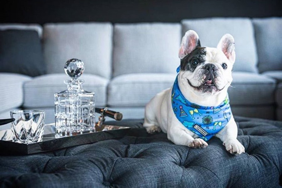 The World’s Most Popular Dogs on Instagram