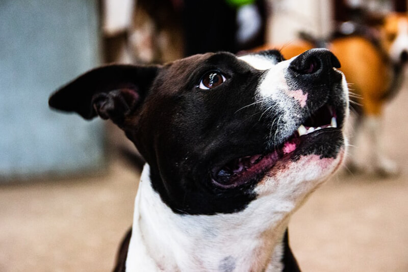 What Is The Best Food For A Diabetic Dog what-is-the-best-food-for-a-diabetic-dog