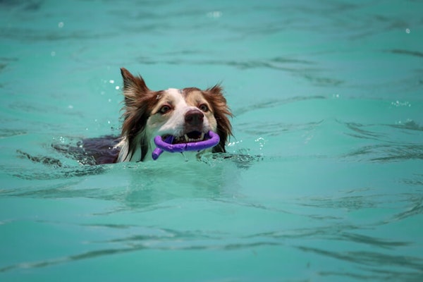 Canine hydrotherapy 
