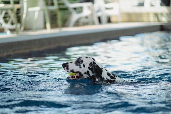 Dog hydrotherapy 