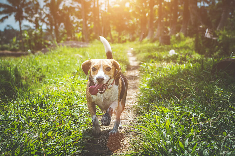 Can Dogs Eat Omega 3