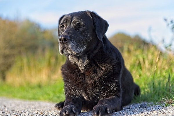 Omega-3 for senior dogs