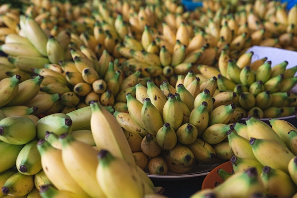 Can dogs eat banana peel?