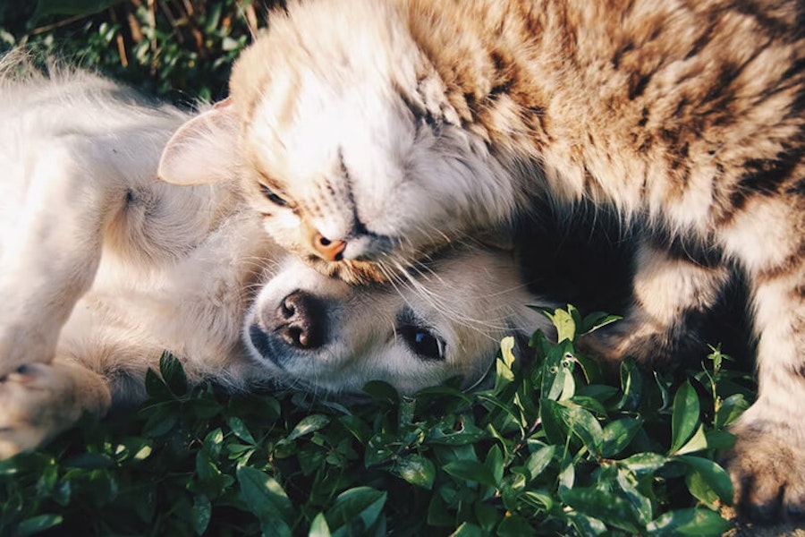 Why do dogs hate cats?