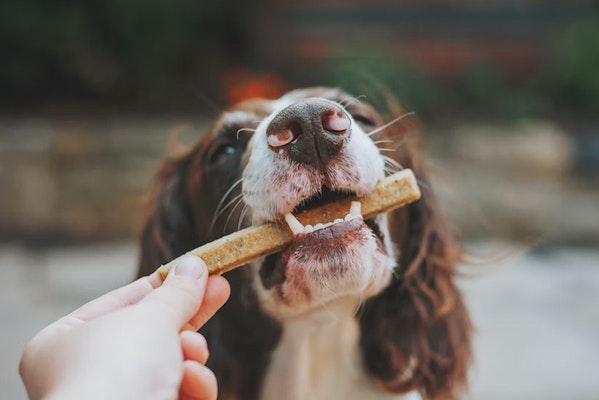  Dog eating treats but refusing food