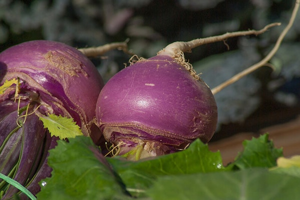 Can dogs eat turnips?