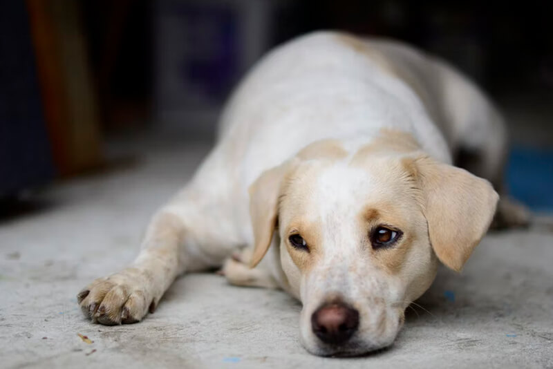 How To Treat Demodex Mites In Dogs