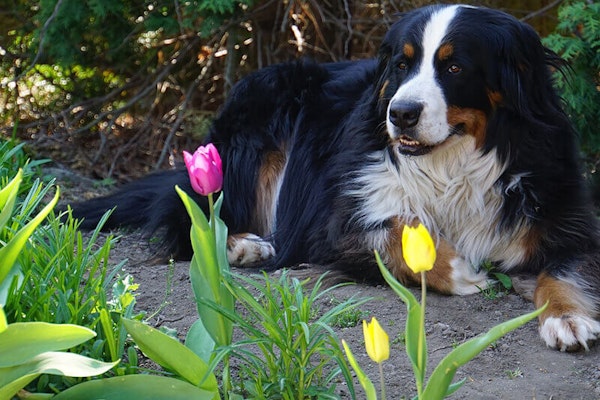 Keeping your dog safe in the spring
