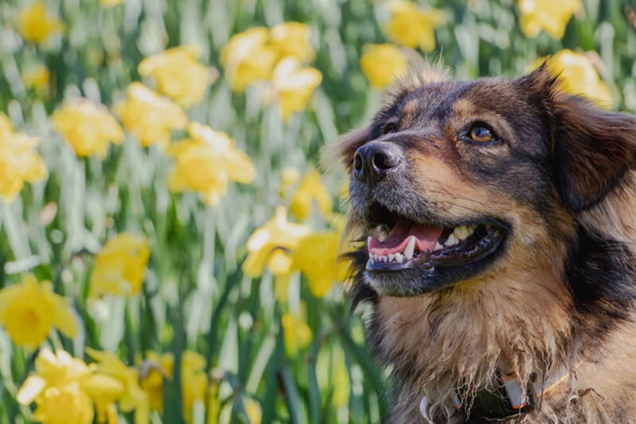 Keeping your dog safe in the spring - Pure Pet Food