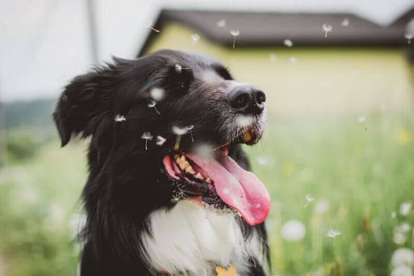 Hayfever looking after dog in the spring