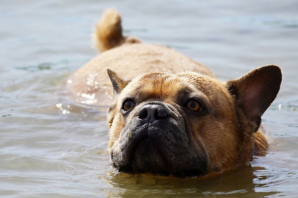 Can dogs swim naturally?