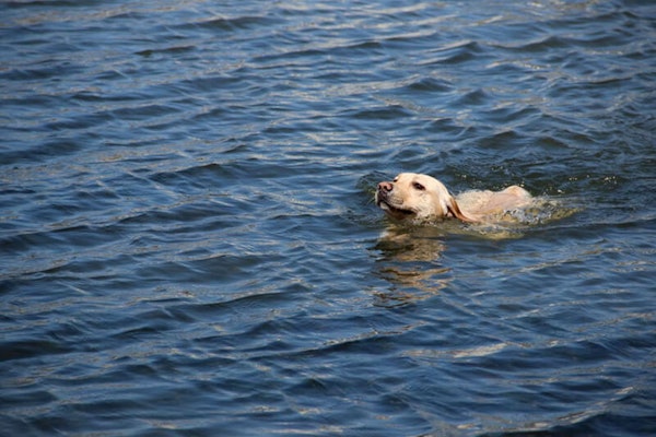 Should I teach my dog how to swim?