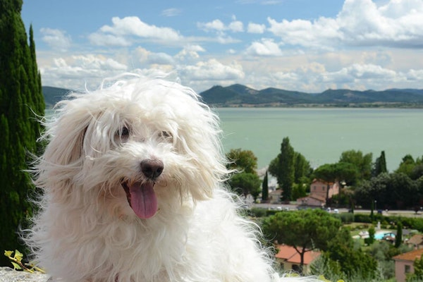 Italian dog breeds Bolognese