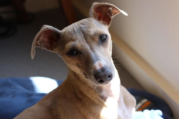 Italian dog breeds Italian Greyhound