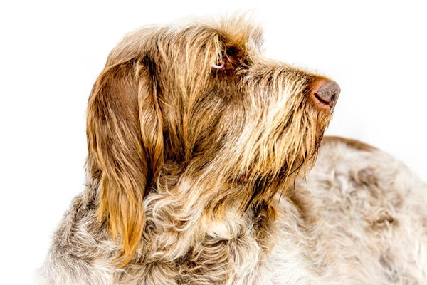 Italian dog breeds Italian Spinone