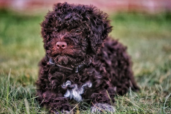 Italian dog breeds Lagotto Romagnolo