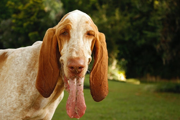 Italian dog breeds Bracco Italiano 
