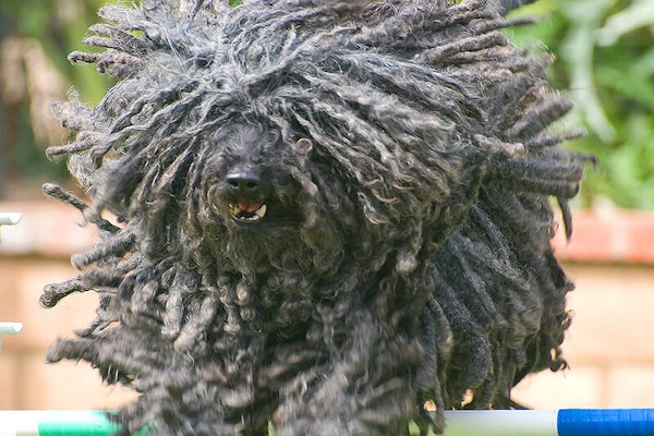 Italian dog breeds Bergamasco Shepherd