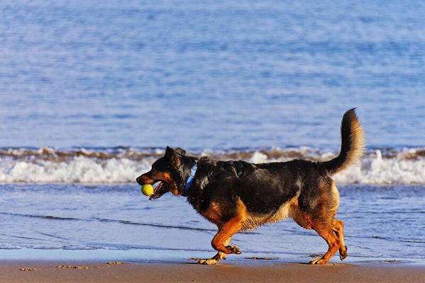 Why do dogs wag their tails?