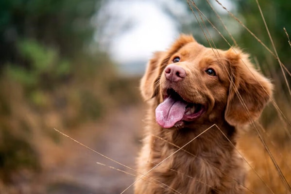 Teaching your puppy their name