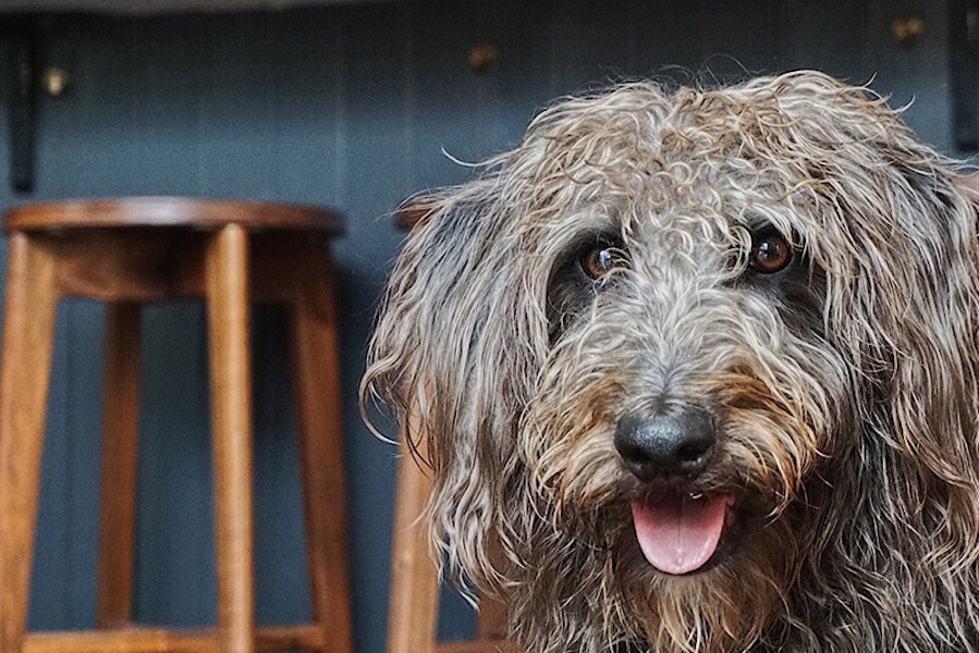 Best dog friendly pubs in Manchester