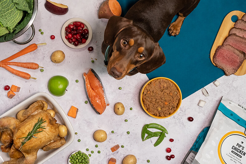 what type of diet is best for dogs