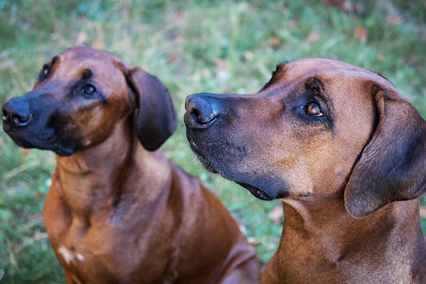 How to get your dog's coat glossy