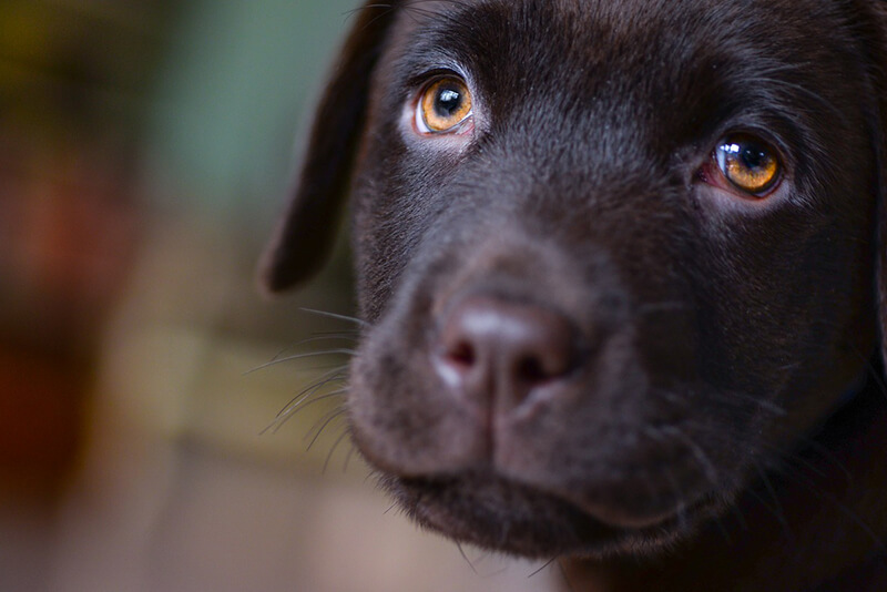 Why Dont Dogs Get Sick From Eating Raw Meat