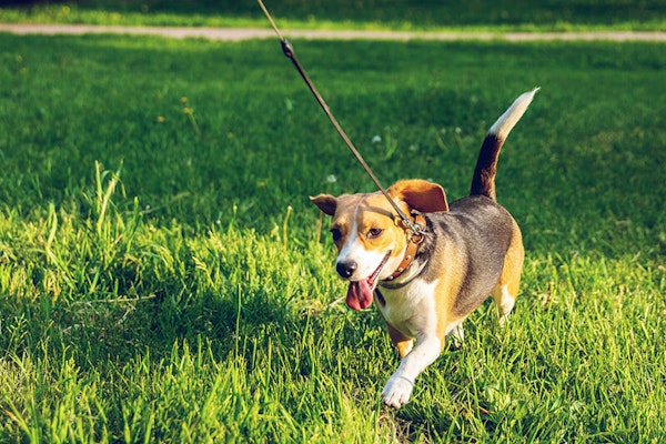 How can nutrition impact your dog's temperament 