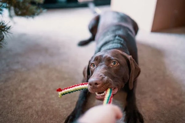 Keeping your dog entertained